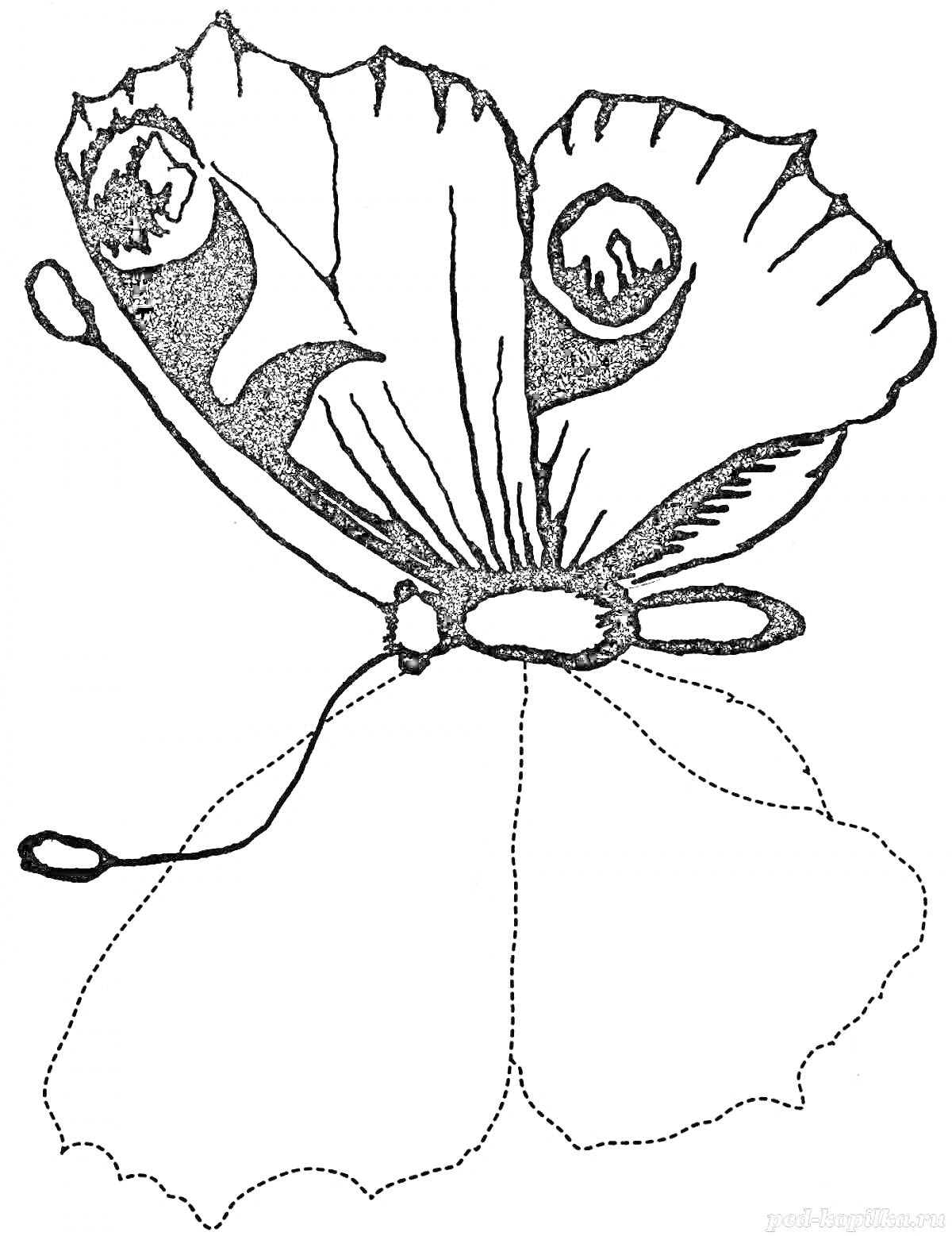 Раскраска Раскраска бабочки павлиний глаз в полете с выделенными крыльями