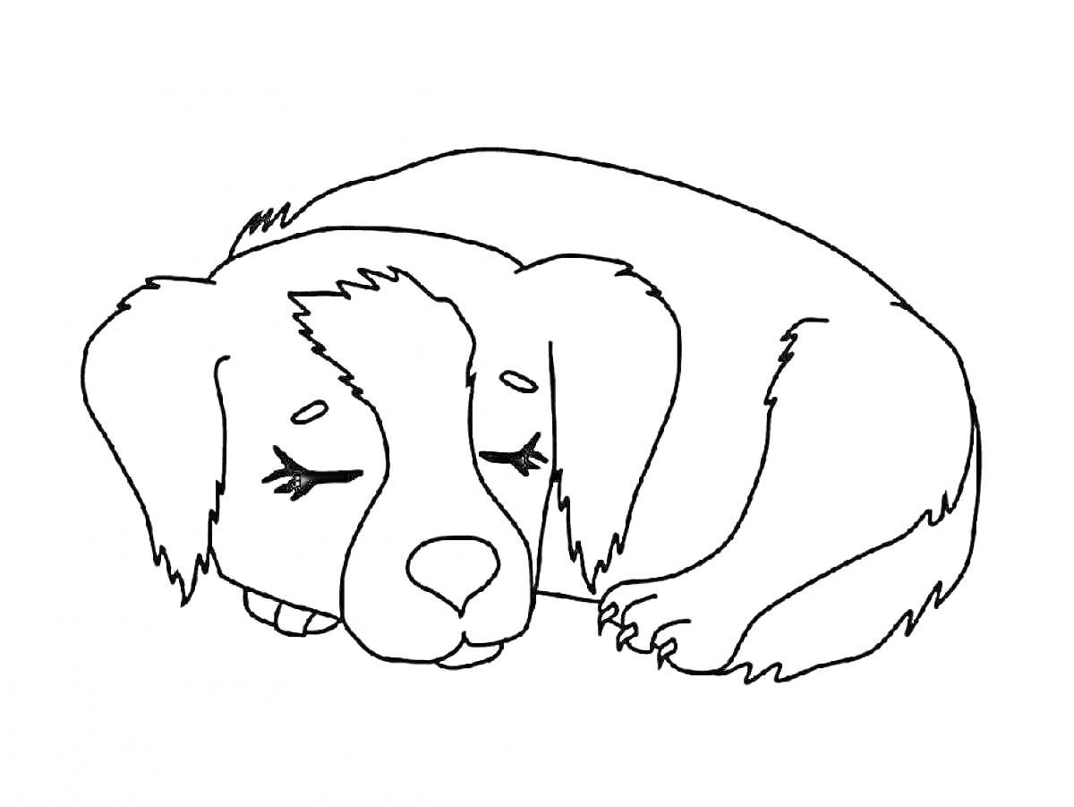 Раскраска Спящая собака