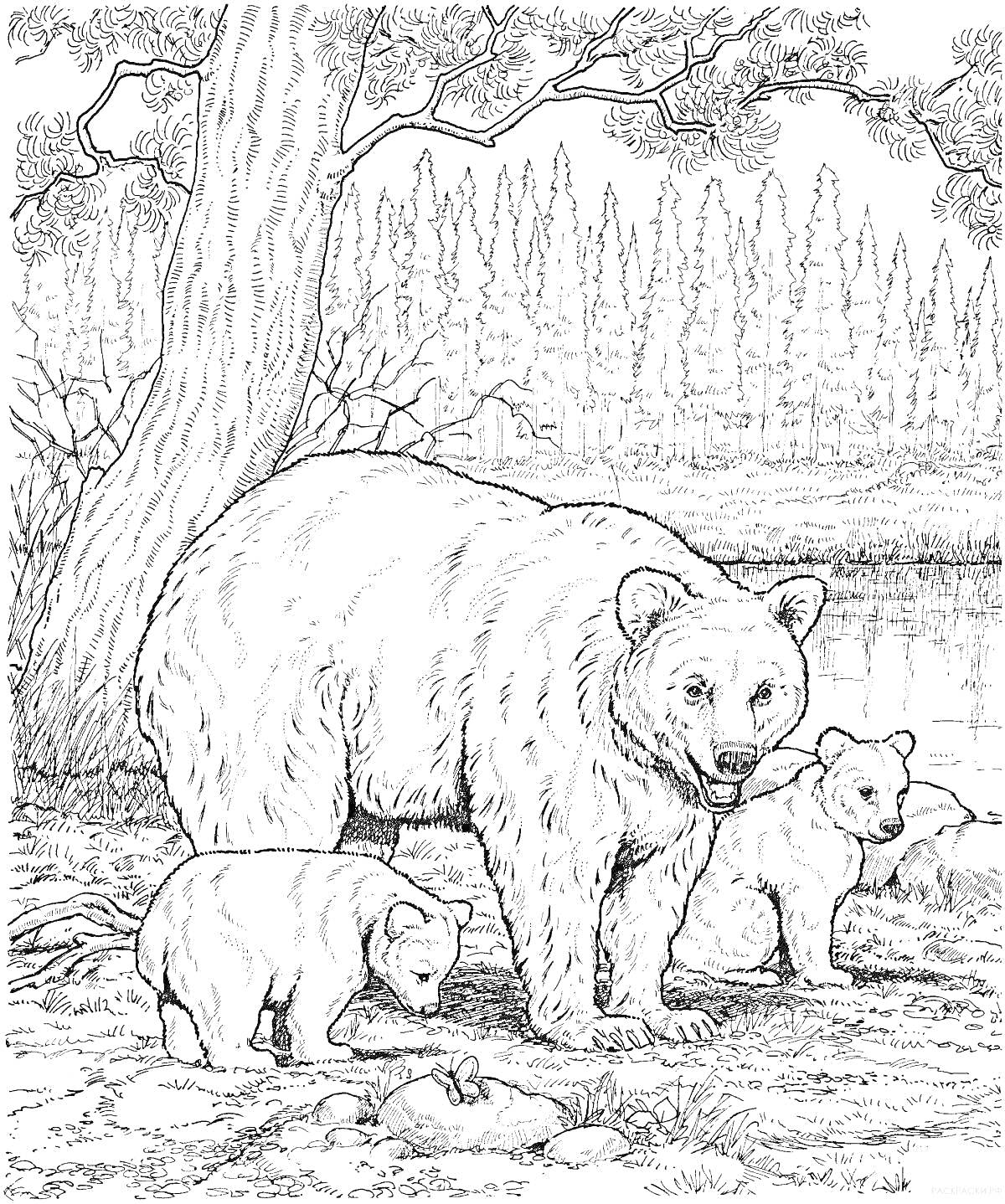Раскраска медведица с двумя медвежатами на лесной поляне возле реки