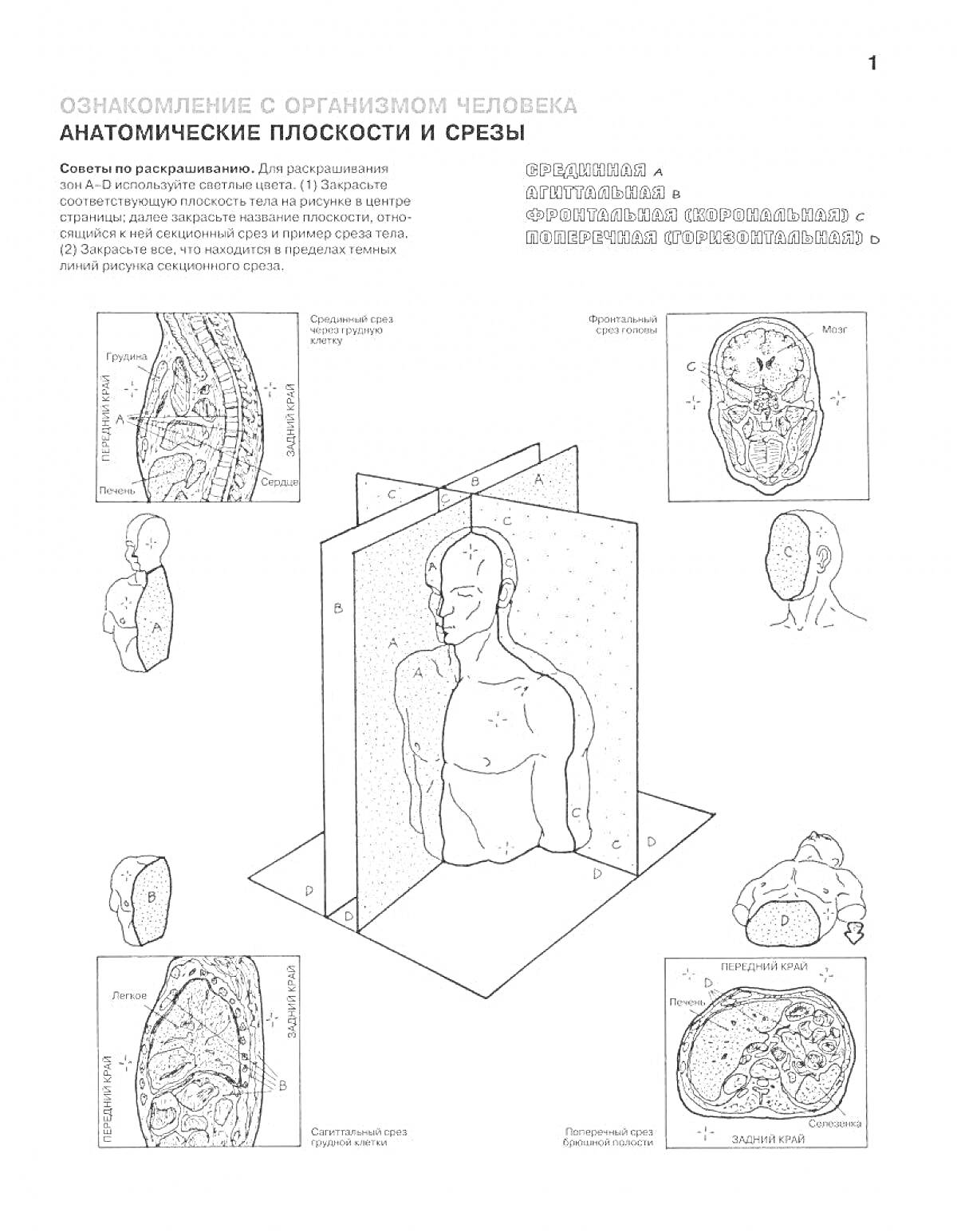 Раскраска Анатомические плоскости и срезы (со всем изображенным)