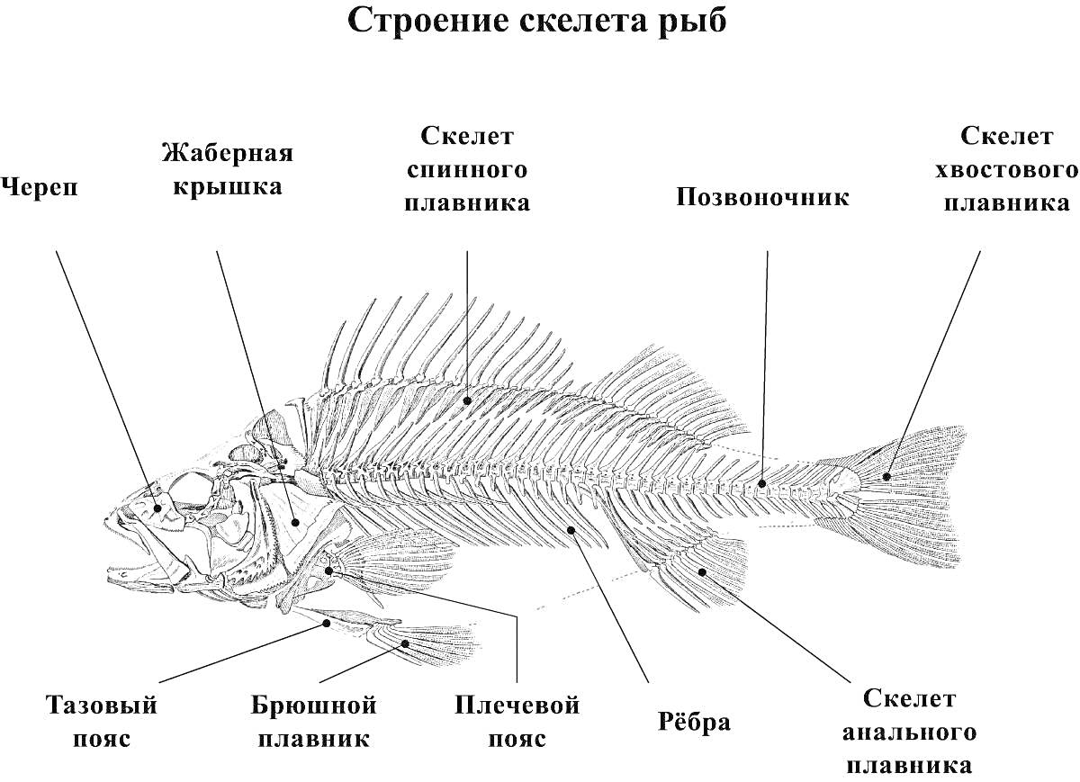 Строение скелета рыб (череп, жаберная крышка, скелет спинного плавника, позвоночник, скелет хвостового плавника, тазовый пояс, брюшной плавник, плечевой пояс, ребра, скелет анального плавника)