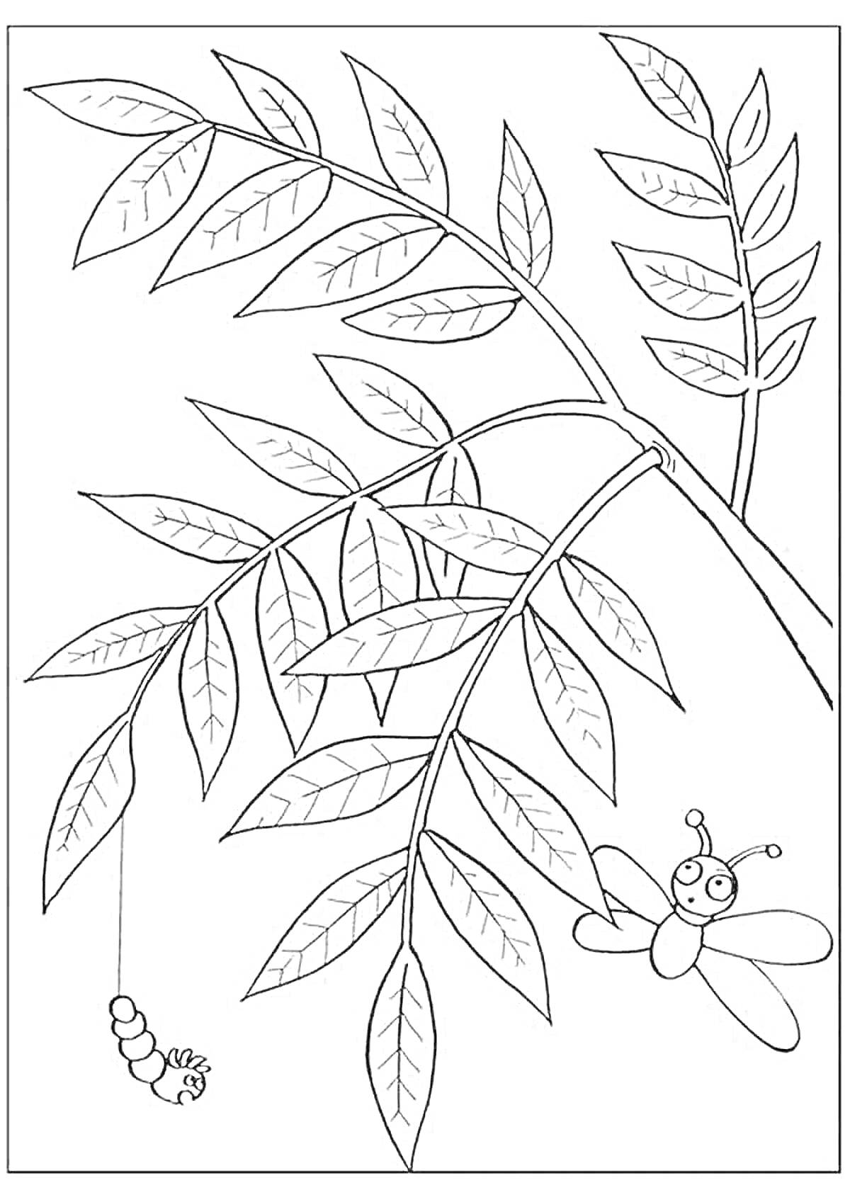 На раскраске изображено: Рябина, Листья, Природа