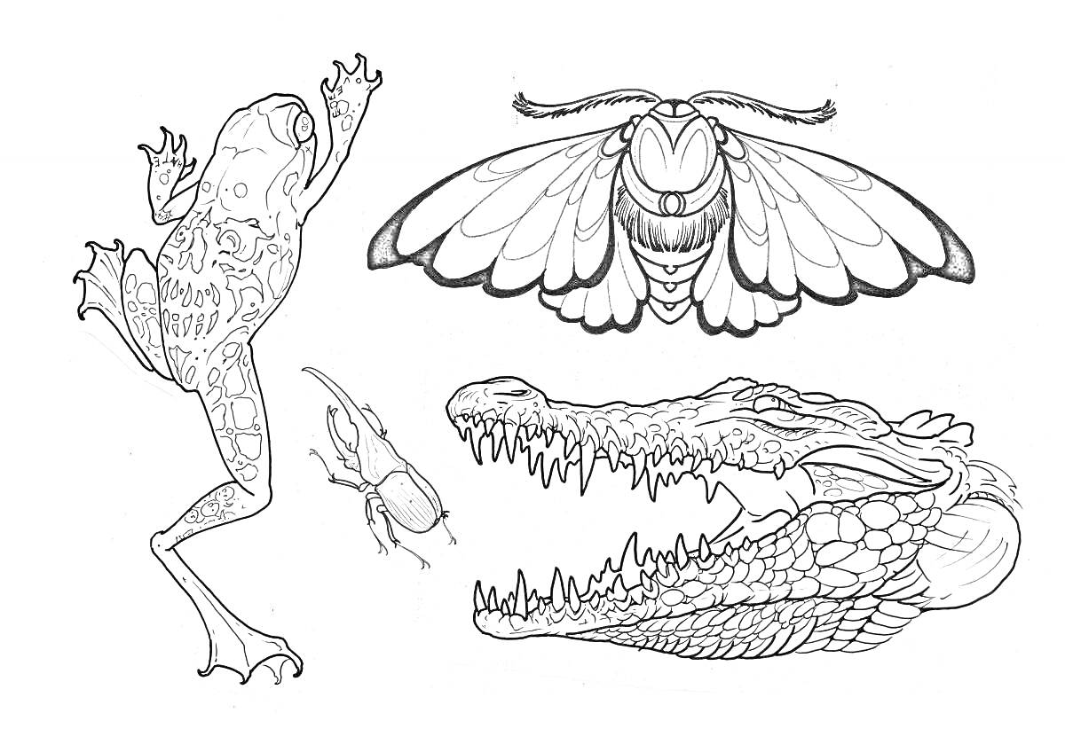 Раскраска Лягушка, мотылек, жук и голова крокодила