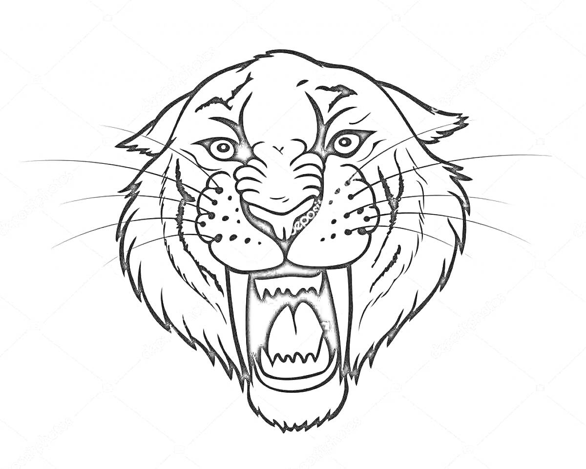 На раскраске изображено: Саблезубый тигр, Оскал, Клыки, Голова тигра, Анатомия, Дикая природа