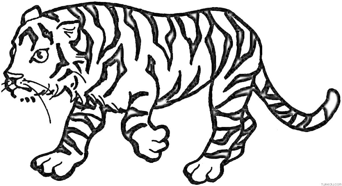 На раскраске изображено: Тигр, Полосы, Животные, Для девочек, Хищники
