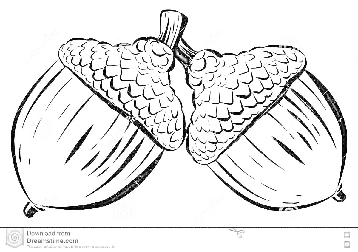 На раскраске изображено: Стебель, Орех, Природа, Растения