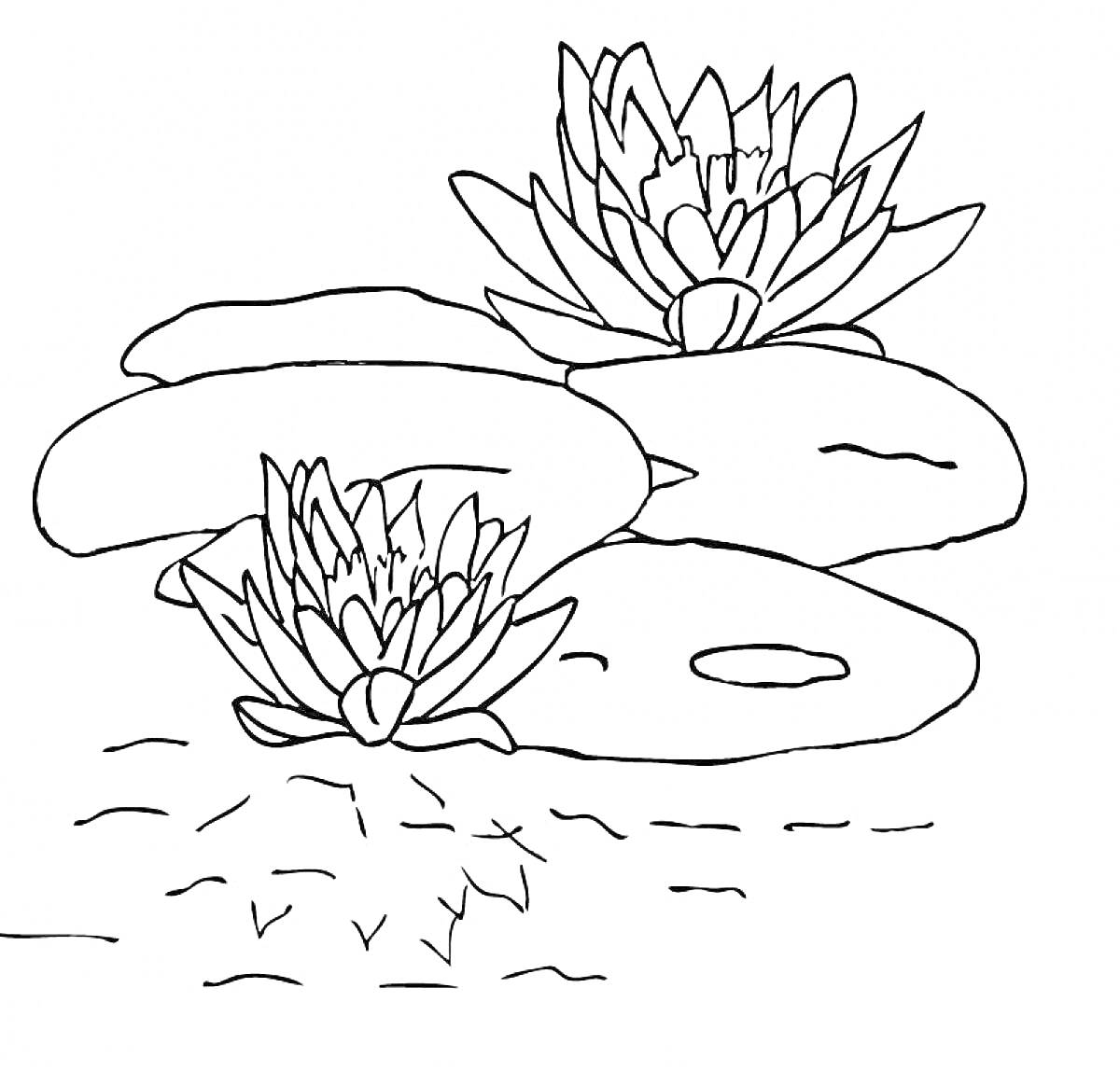 Раскраска Водяные лилии и кувшинки в пруду