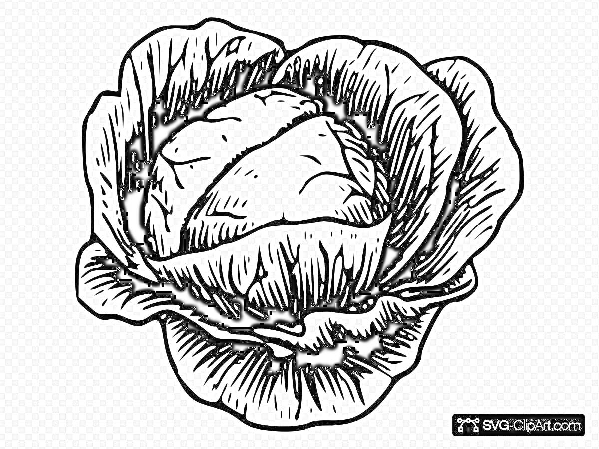 Раскраска Раскраска капуста