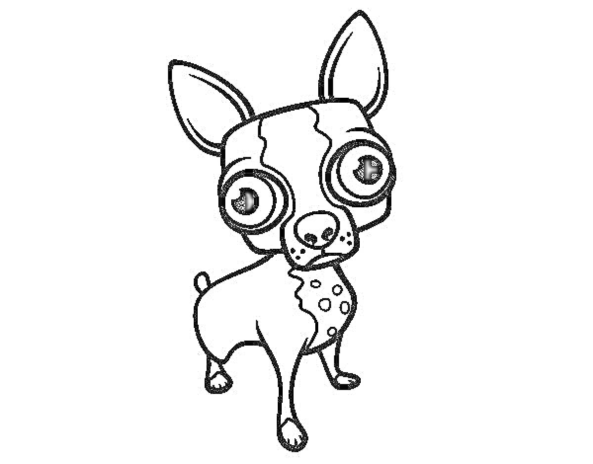 На раскраске изображено: Чихуахуа, Собака, Большие глаза, Питомец