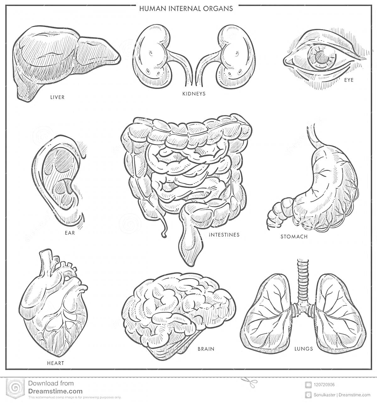 внутренние органы – печень, почки, глаз, ухо, кишечник, желудок, сердце, мозг, легкие