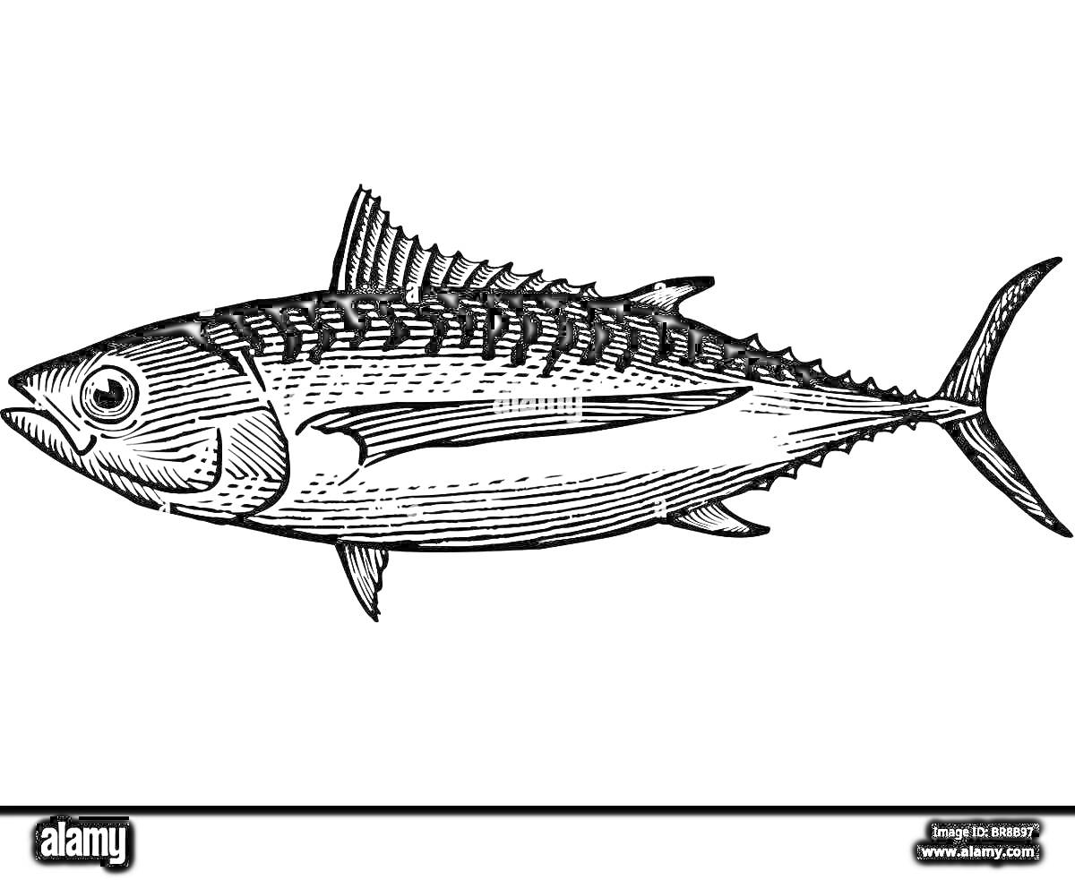 Тунец с вертикальными полосками и хвостом в форме полумесяца