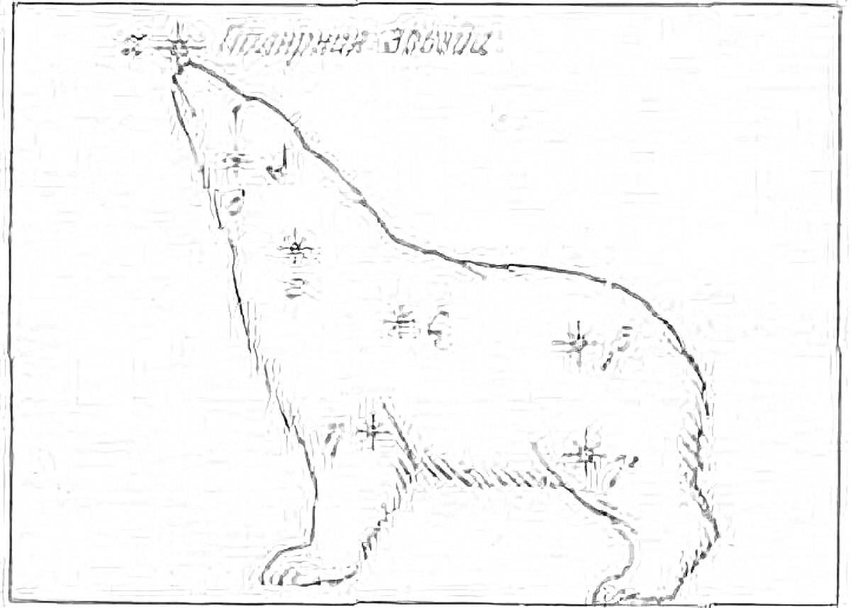 Раскраска Малая медведица с отмеченными звездами, указание на Полярную звезду