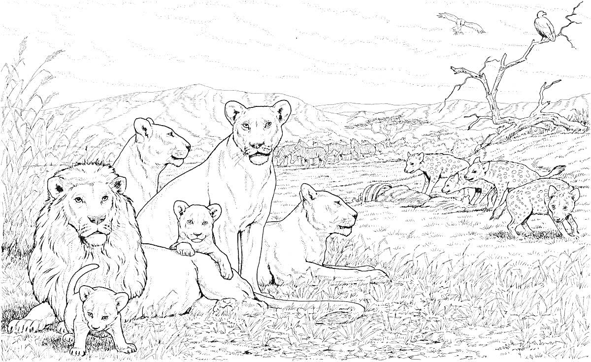 На раскраске изображено: Лев, Львята, Саванна, Природа, Дикая природа, Трава
