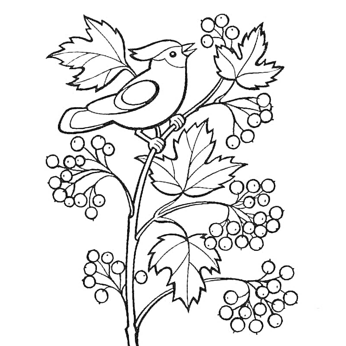 Раскраска Птица на ветке рябины с ягодами и листьями