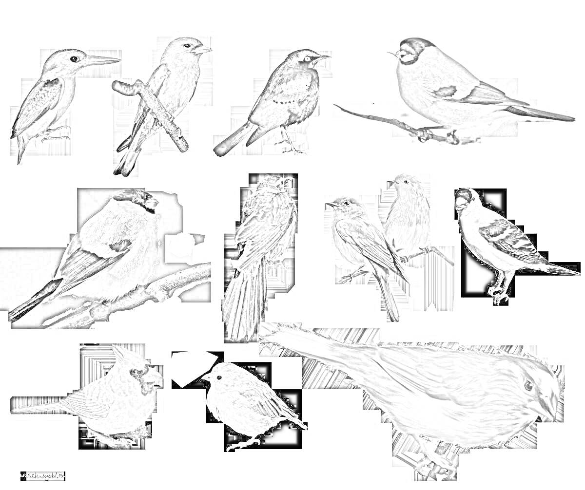 Раскраска Птицы зимой, стоящие на ветках, черно-белые рисунки