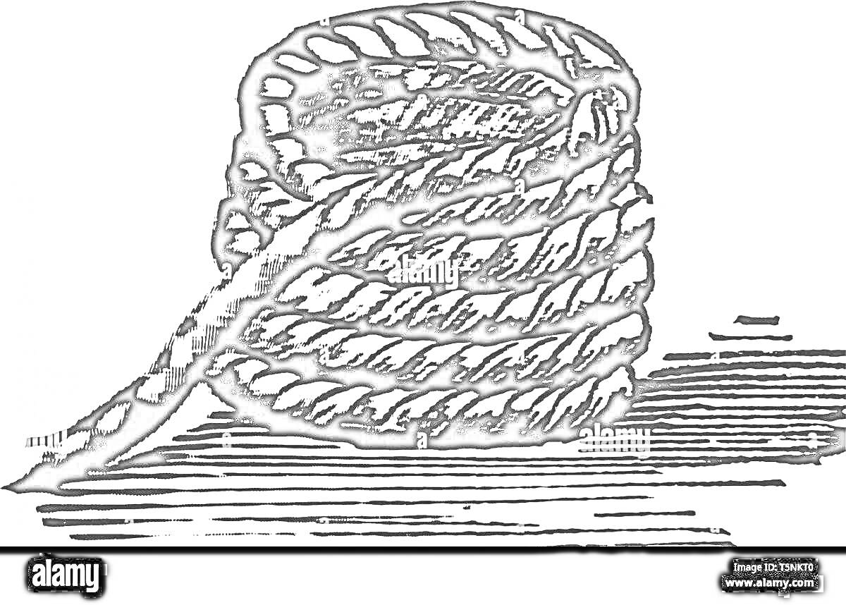 Раскраска Свернутая веревка на поверхности