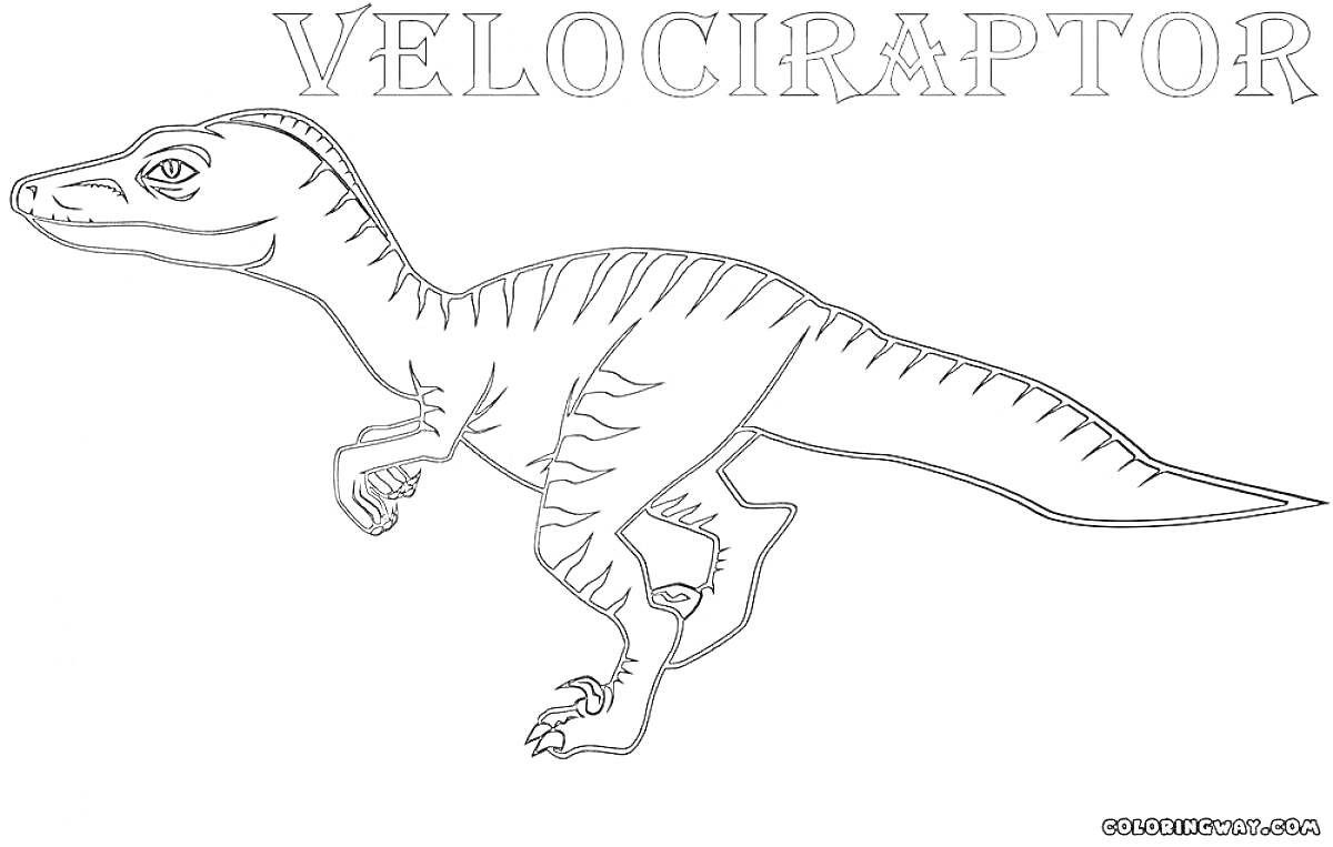 На раскраске изображено: Велоцираптор, Динозавр