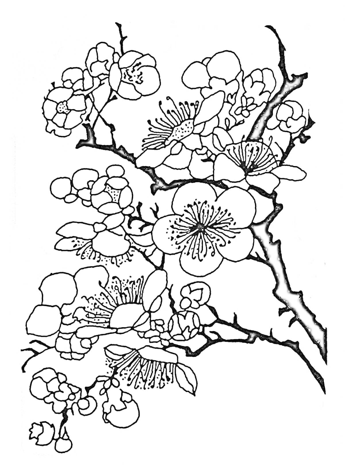 Раскраска Ветви сакуры с распустившимися цветами и бутонами