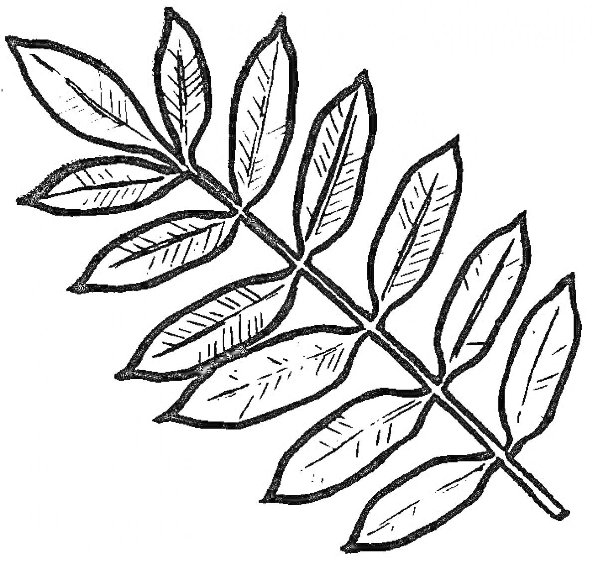 Раскраска Ветвь с десятью листьями