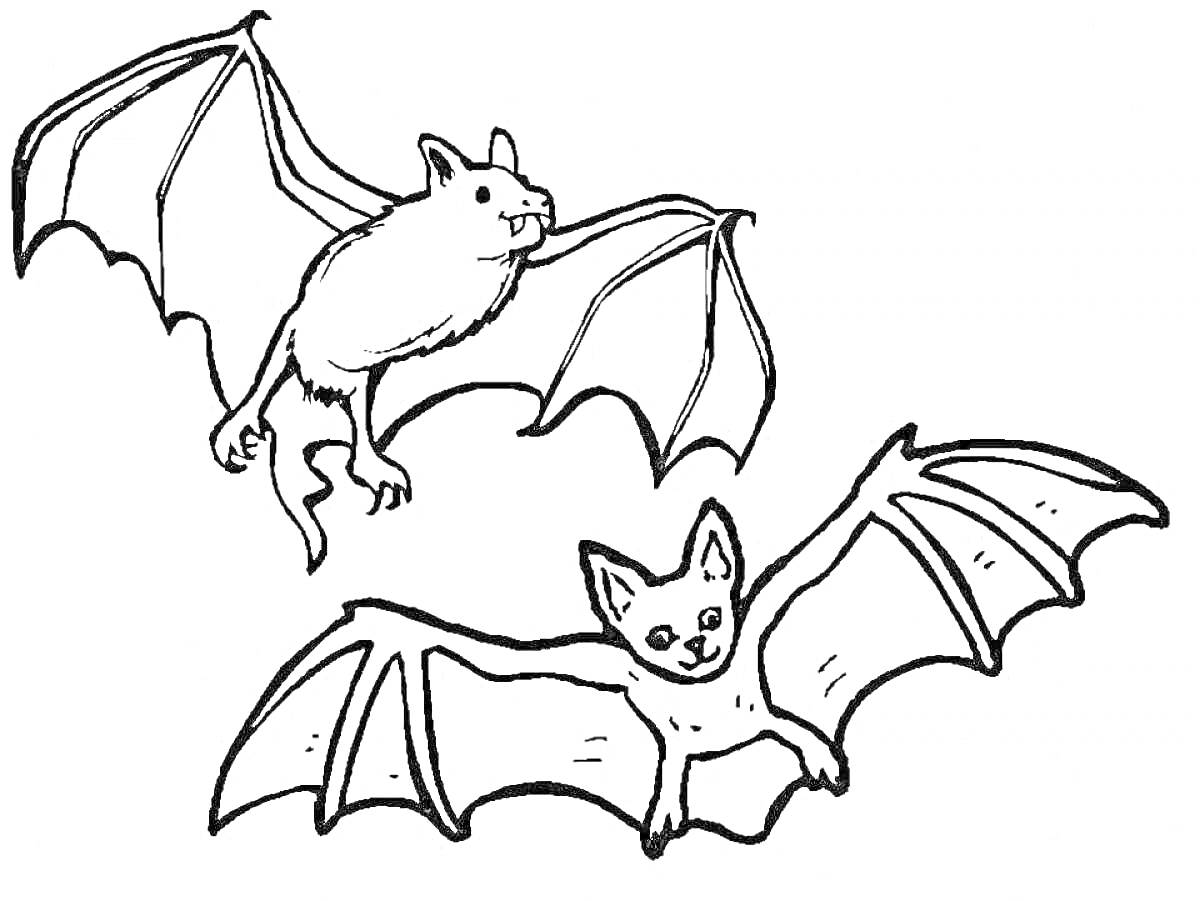 Раскраска Две летучие мыши с распростертыми крыльями