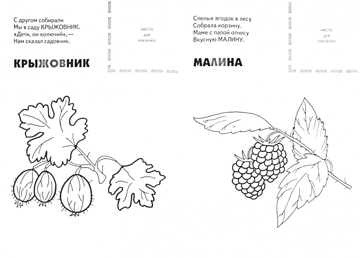 Раскраска Крыжовник и малина с листьями и стихами