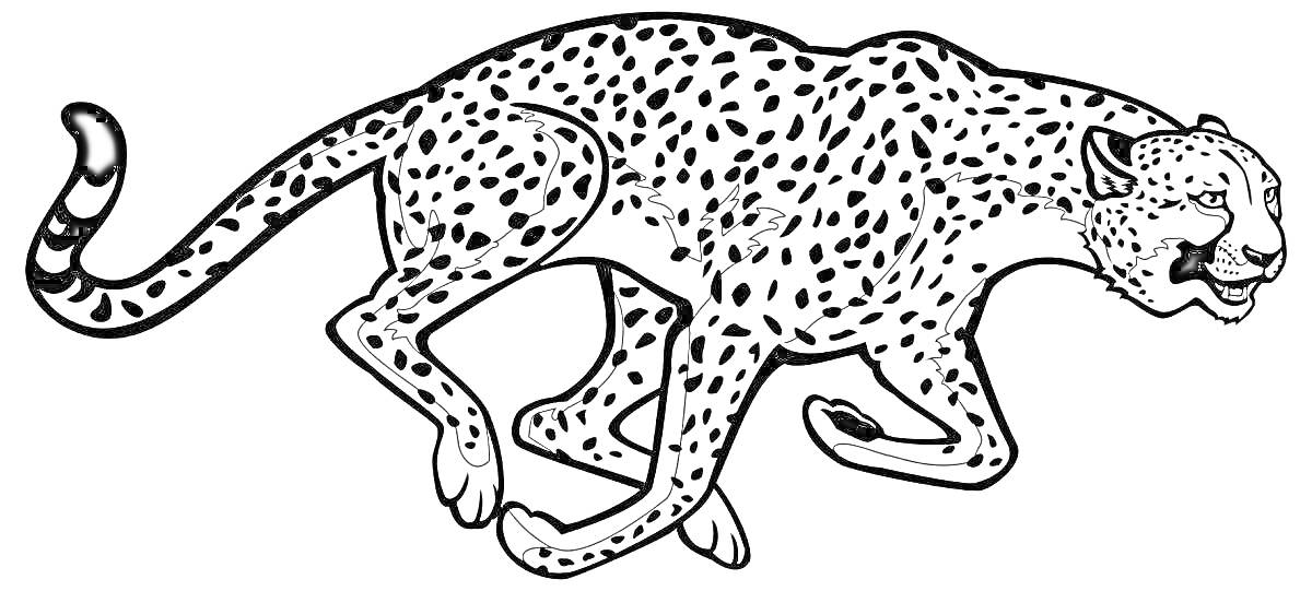 На раскраске изображено: Королевский гепард, Пятна, Бег, Природа, Дикий кот, Окраска, Гепард