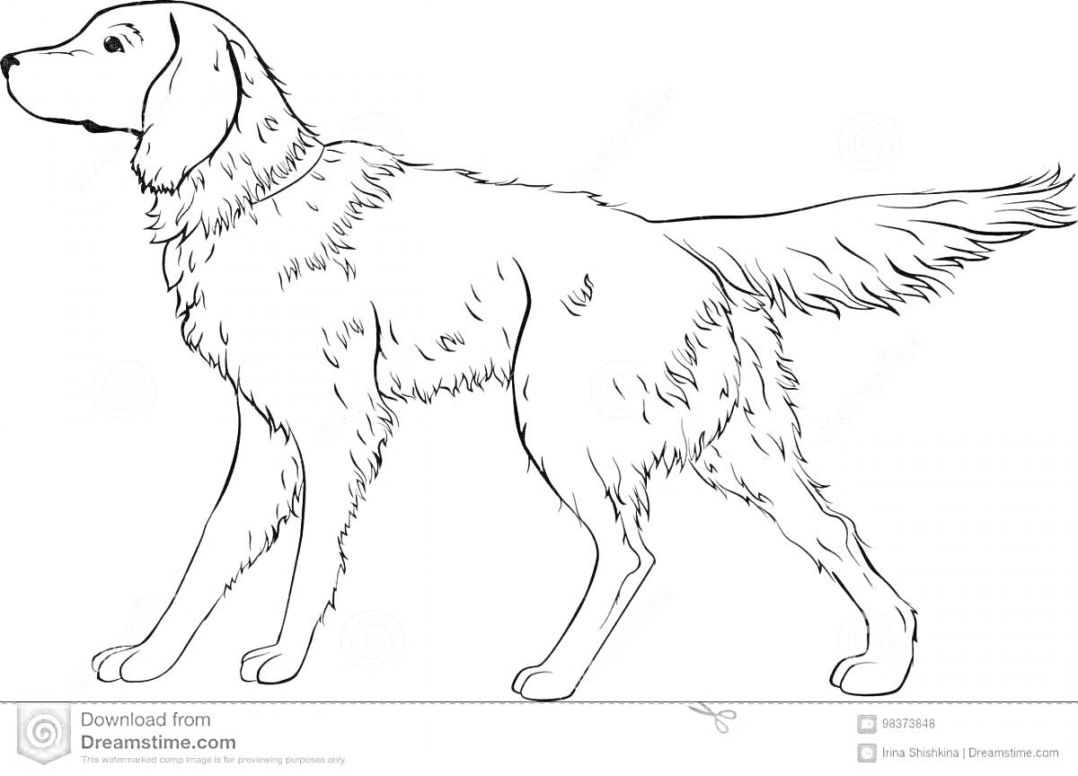 Раскраска Собака с поднятой головой и пушистым хвостом
