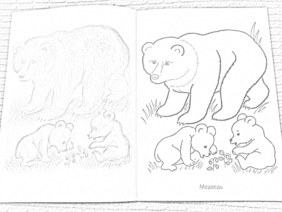 Раскраска медведица с медвежатами