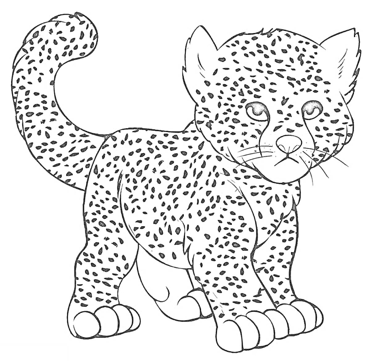 Раскраска Леопард со стоячими ушами и хвостом
