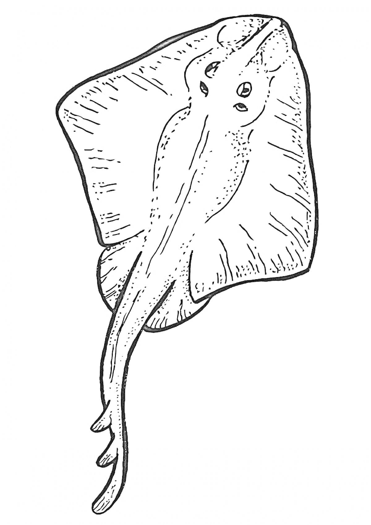 РаскраскаРаскраска: Скат с размашистыми плавниками и длинным хвостом