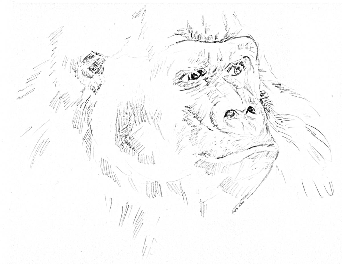 Раскраска Портрет гориллы