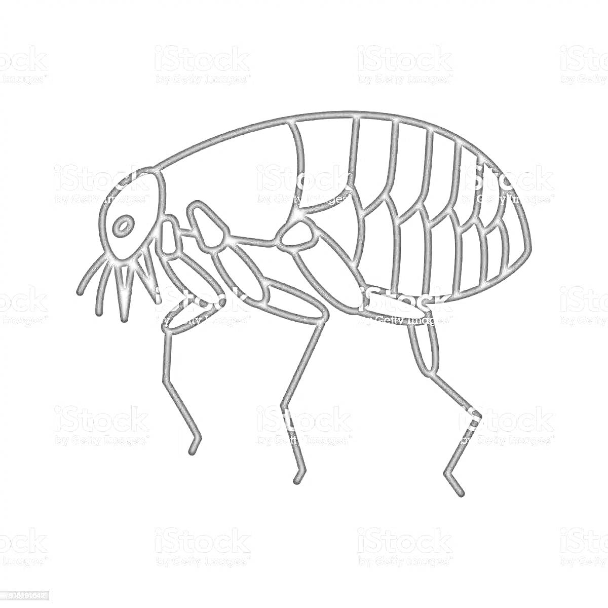 Контурное изображение блохи с детализацией сегментов тела и конечностей