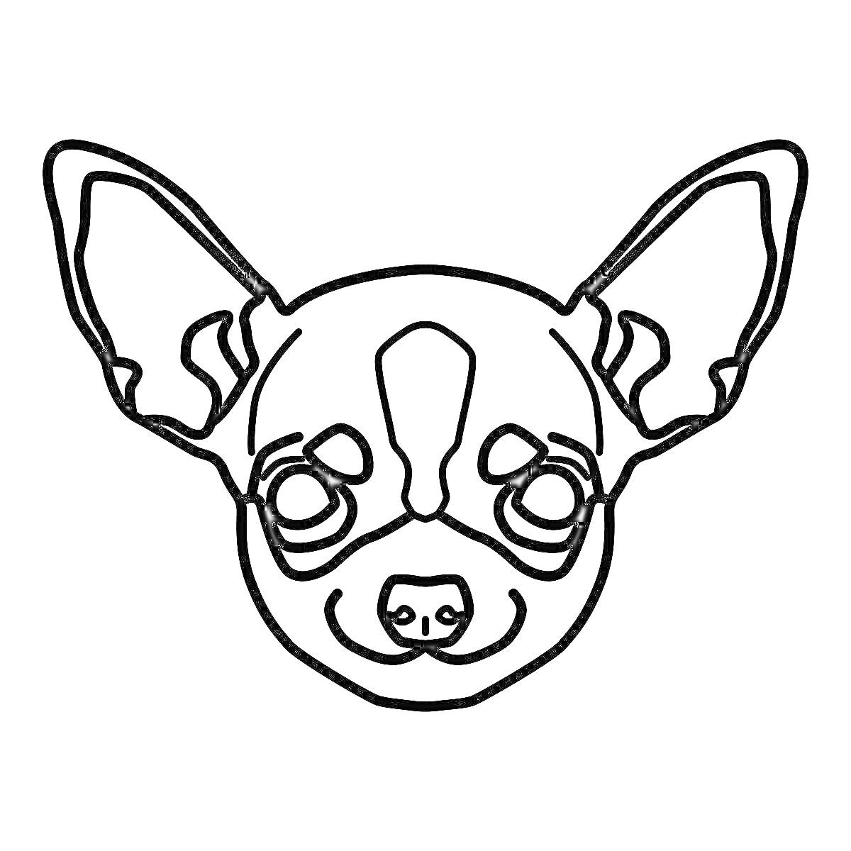 На раскраске изображено: Чихуахуа, Собака, Голова, Большие уши, Узоры, Питомец