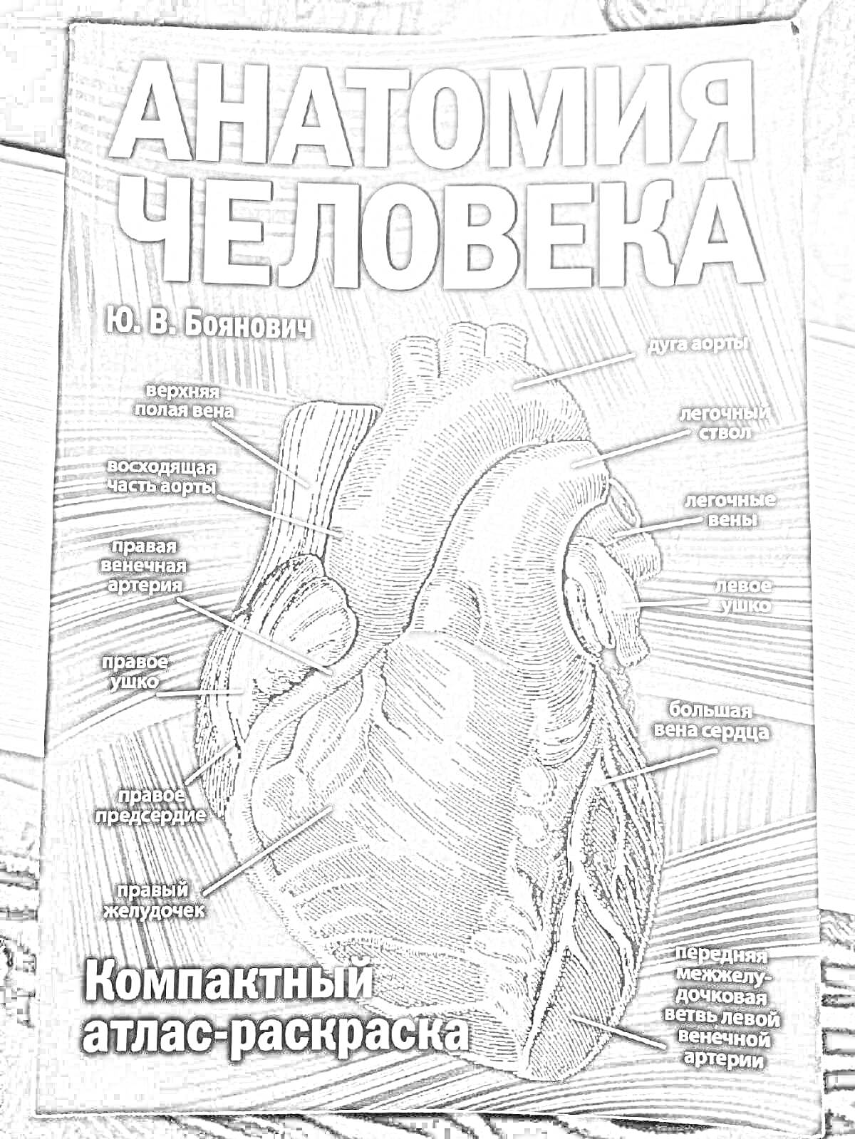 На раскраске изображено: Анатомия, Человек, Атлас, Сосуды, Медицинская литература, Учебное пособие