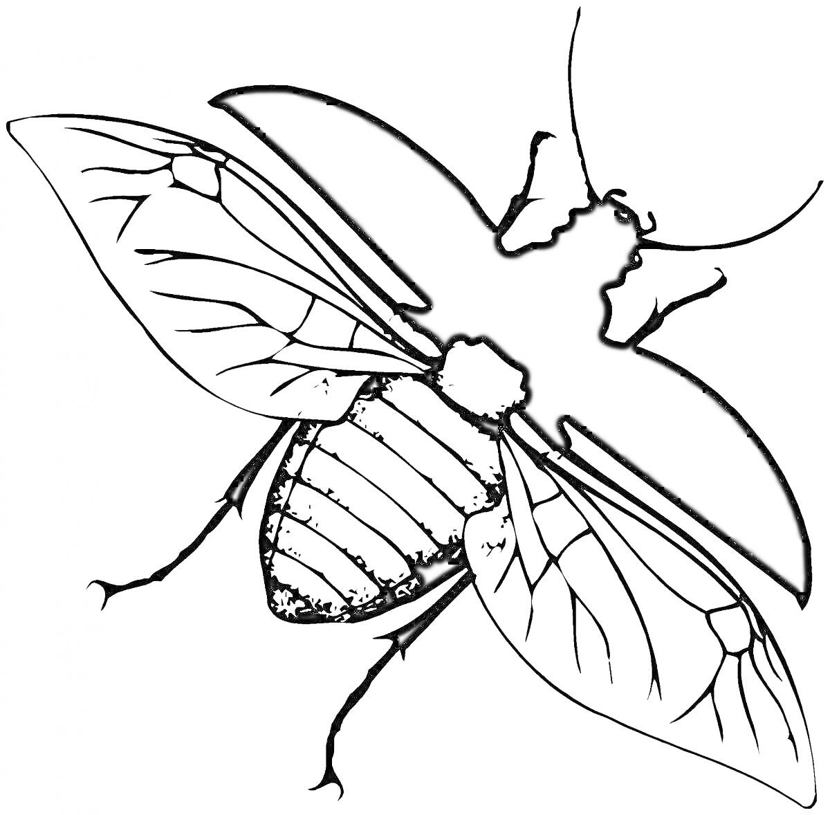 Раскраска Жук с развернутыми крыльями