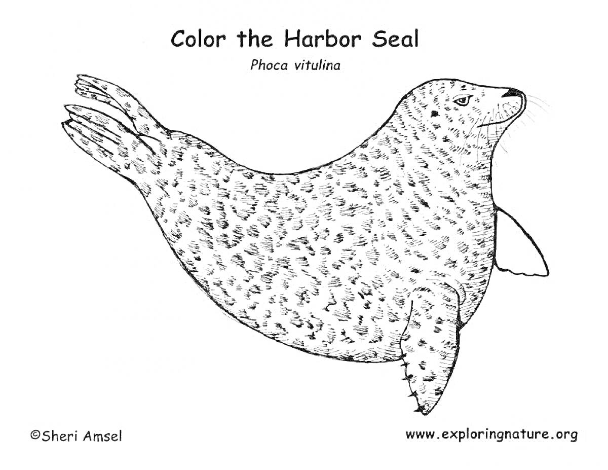 Раскраска Раскраска с морским леопардом, крупное изображение пятнистого тюленя в стиле раскраски