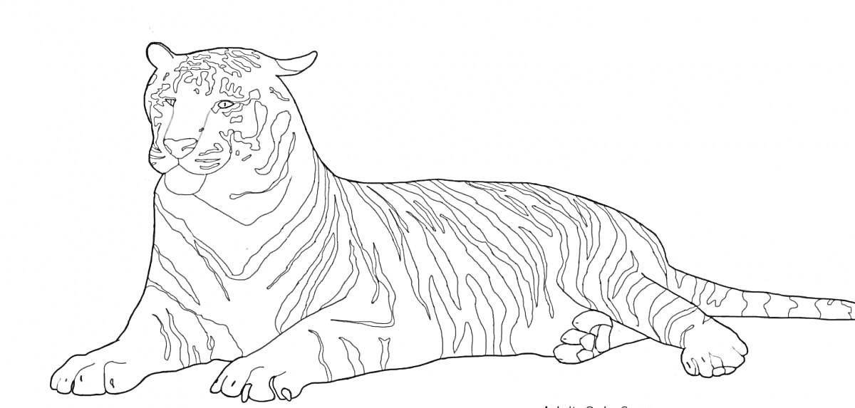 На раскраске изображено: Амурский тигр, Красная книга, Тигр, Лежащий тигр, Животные, Природа, Защита животных, Редкие виды