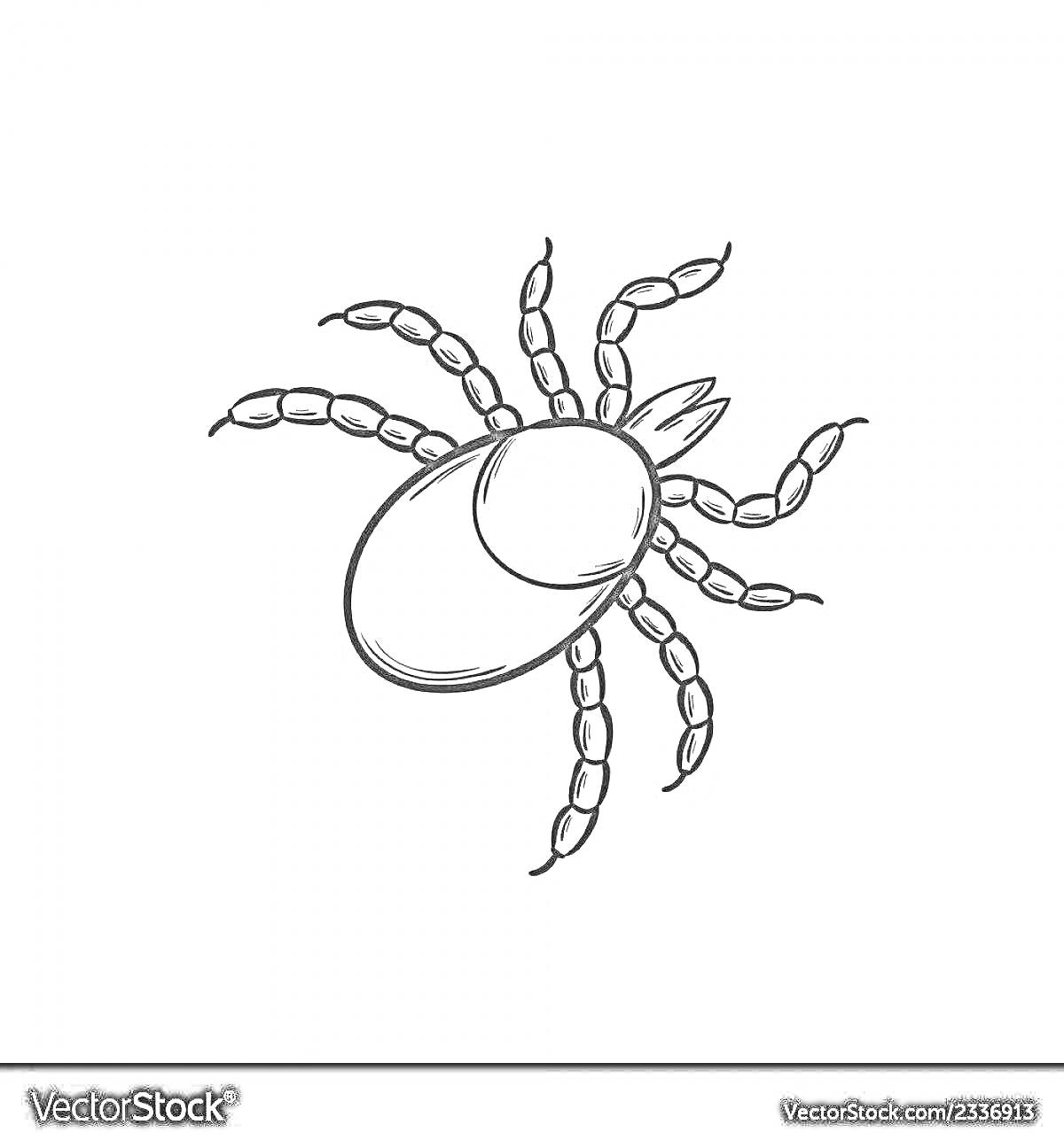 Раскраска Рисунок клеща с овальным телом и восемью сегментированными лапками