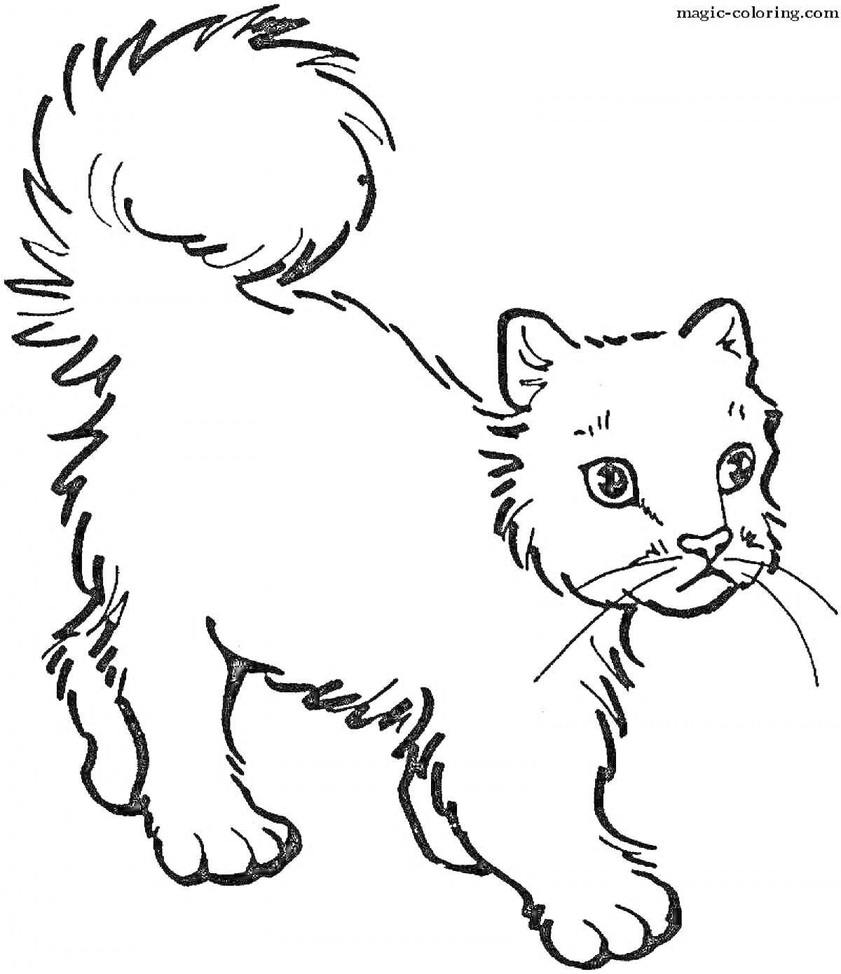 Раскраска Кошка с приподнятым хвостом и внимательным взглядом