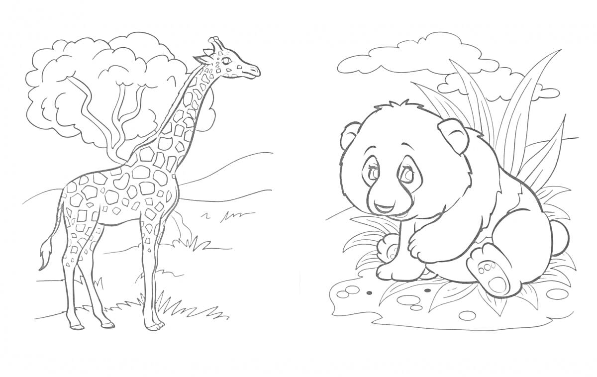 Раскраска жираф и панда на фоне деревьев и кустов