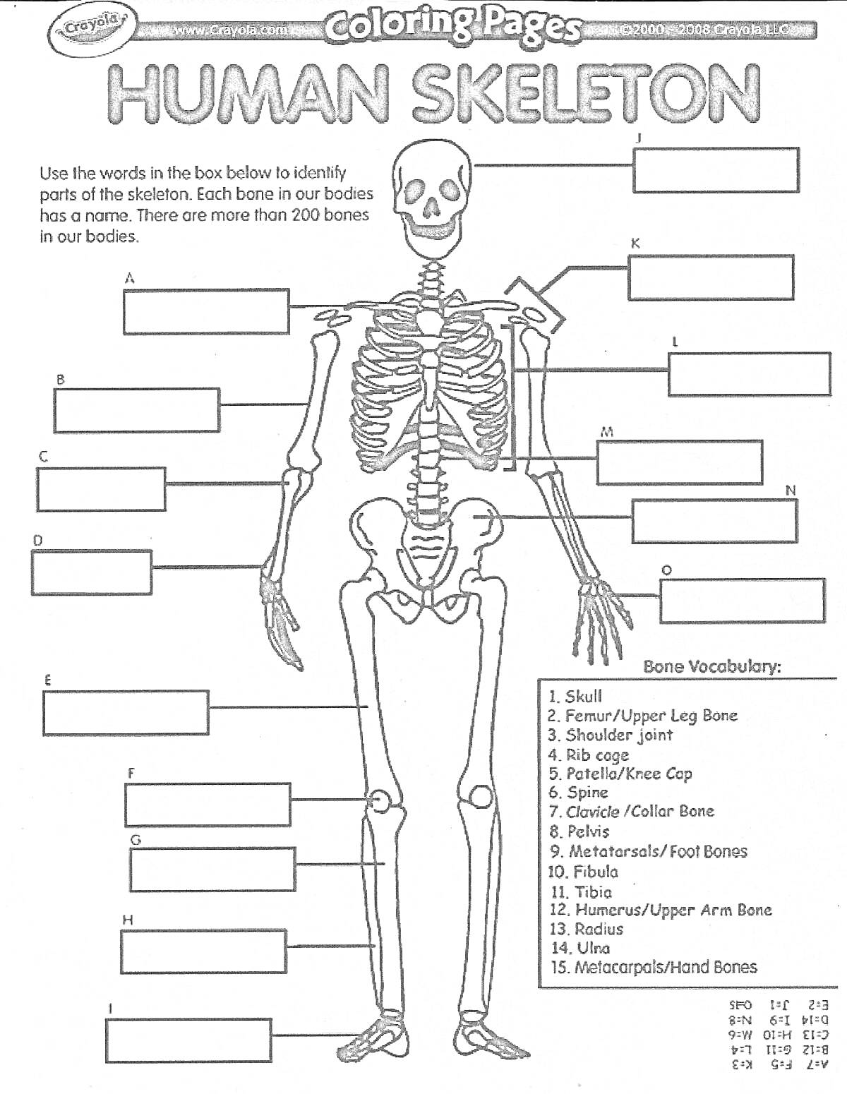 Раскраска Скелет человека с обозначением 15 основных костей