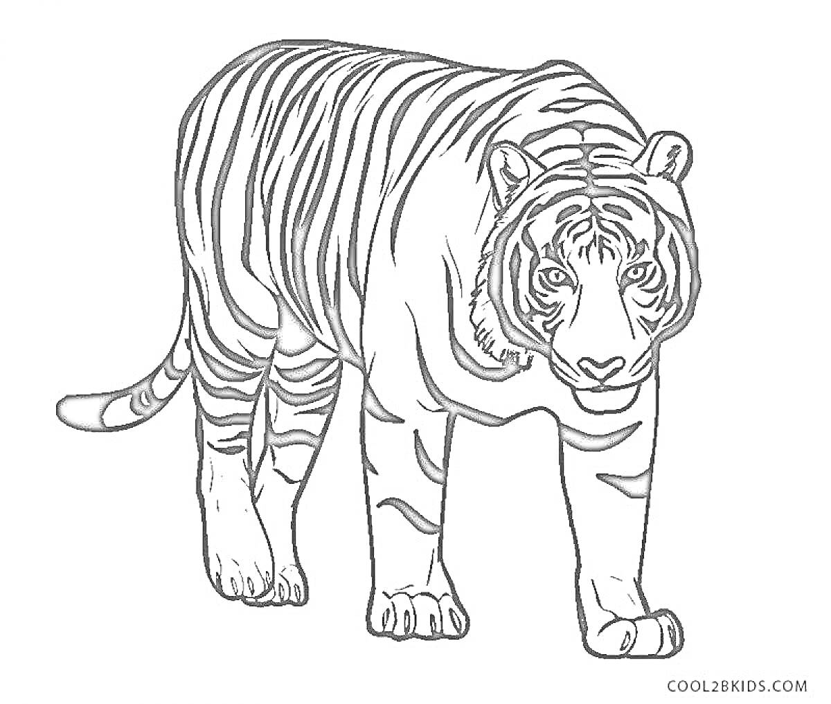 На раскраске изображено: Тигр, Амурский тигр, Животные, Дикая природа, Полосы, Хищники