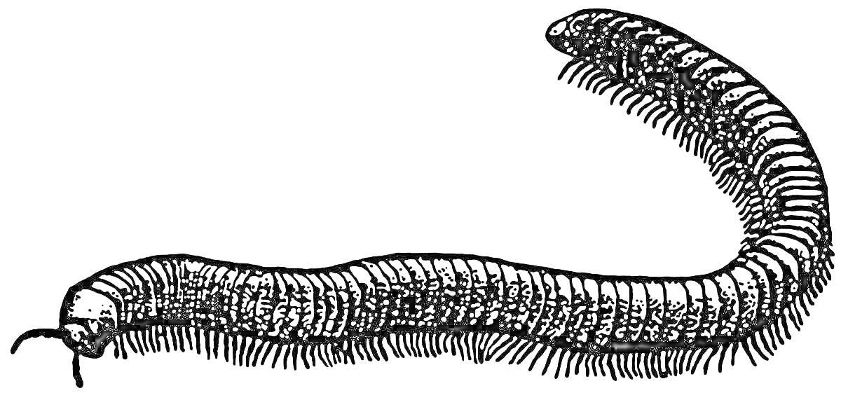 Червь пожиратель с множеством сегментов и щетинок
