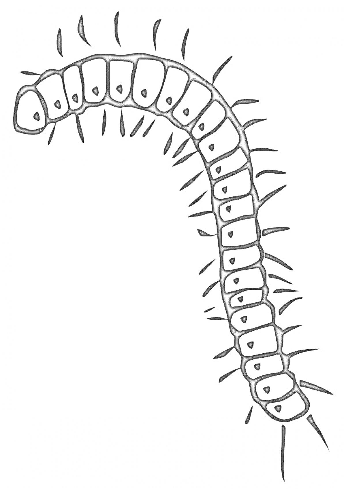 Сороконожка с сегментированным телом и щетинками