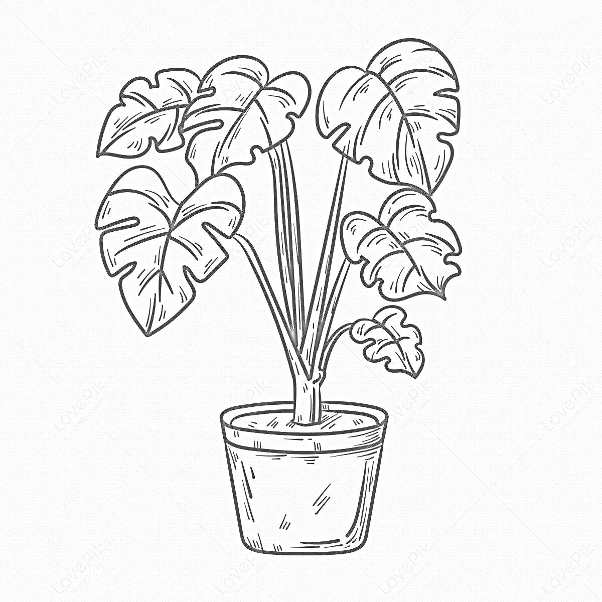 Раскраска Монстера в горшке (растение с крупными резными листьями)