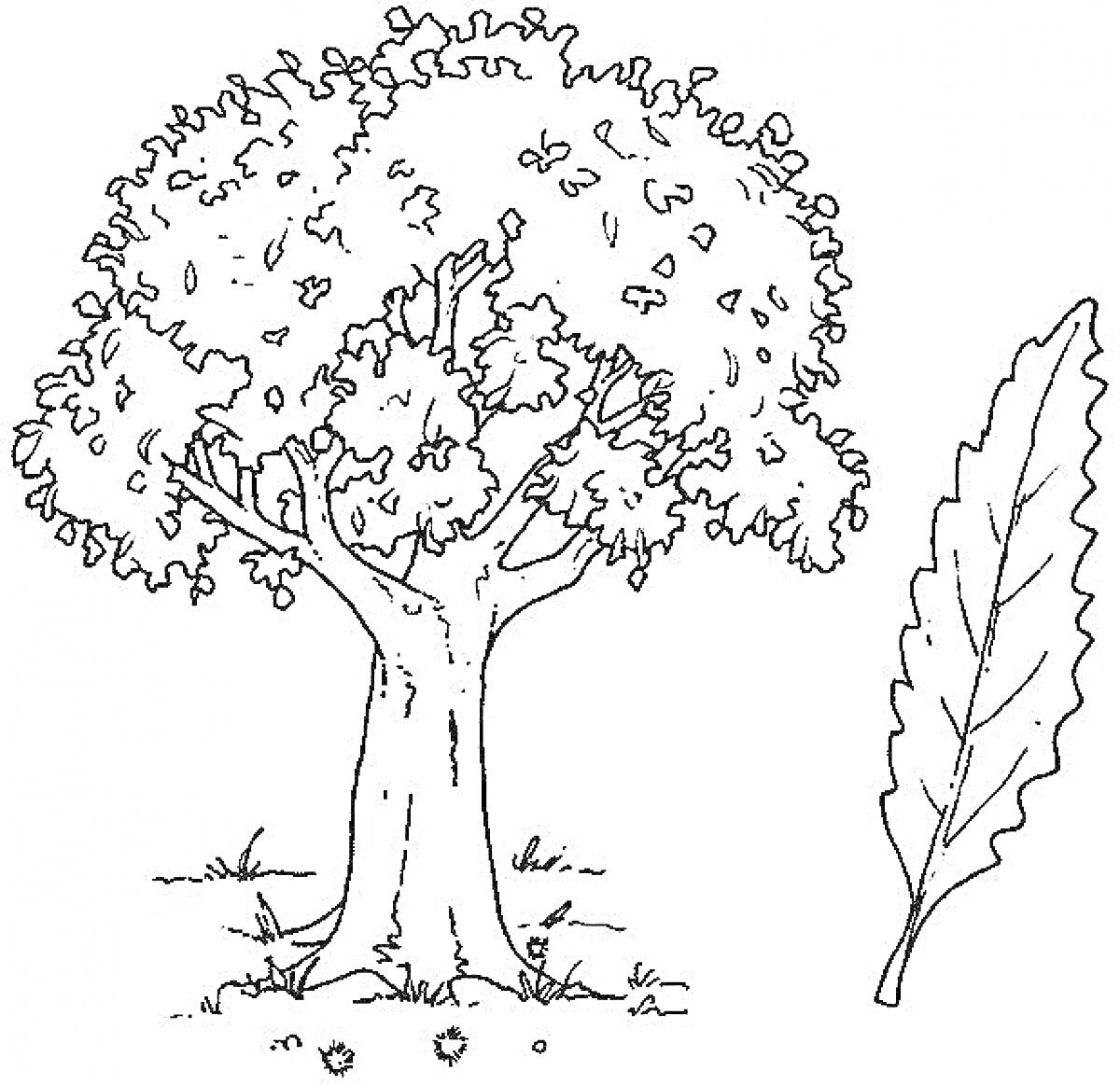 На раскраске изображено: Дуб, Листья, Природа, Листва, Крона