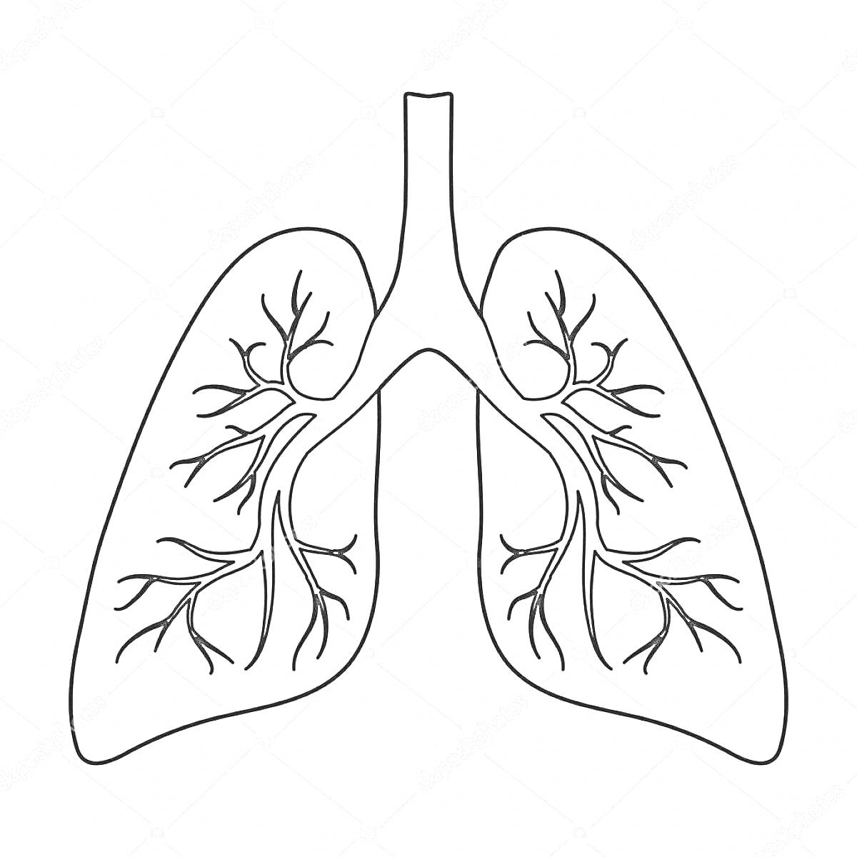 Раскраска Раскраска с изображением лёгких человека и бронхиального дерева