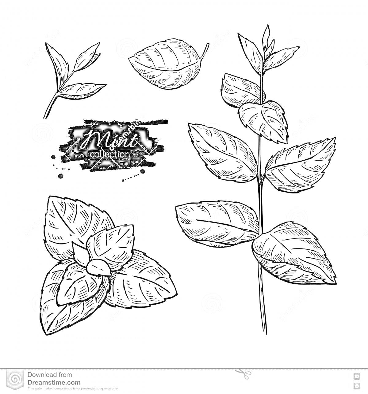 На раскраске изображено: Мята, Листья, Ботаника