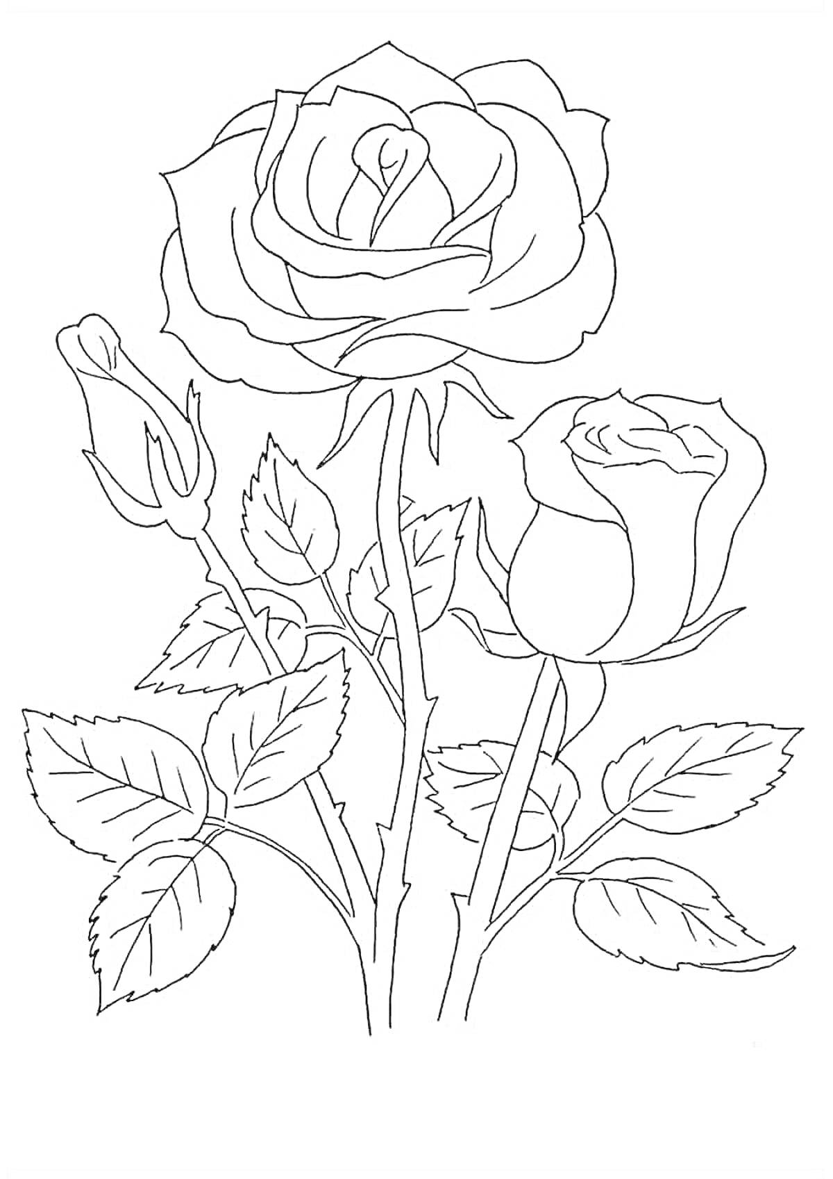 На раскраске изображено: Розы, Листья, Цветы, Для детей, Цветение, Растения