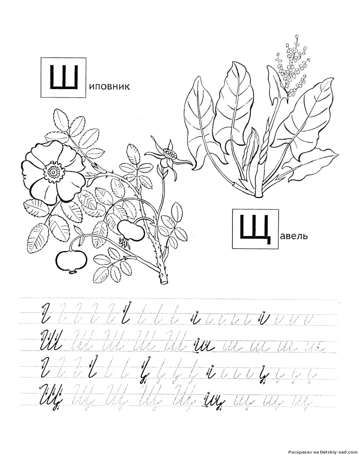 Раскраска Шиповник, щавель, написание и печатание буквы Щ